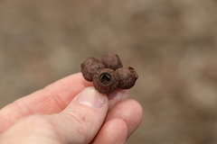 Eucalyptus baileyana