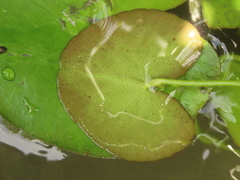 Nymphoides hydrophylla