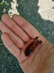 Cossus cossus