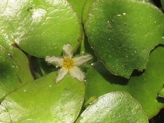 Nymphoides hydrophylla