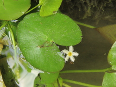 Nymphoides hydrophylla
