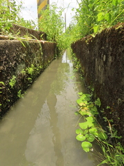 Nymphoides hydrophylla