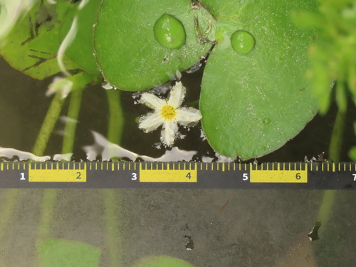 Image of Nymphoides hydrophyllum by (c) chiuluan, some rights reserved (CC BY)