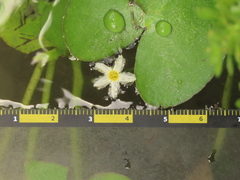 Nymphoides hydrophylla