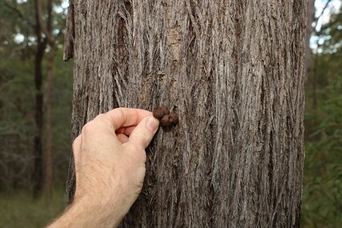Eucalyptus baileyana F.Muell.