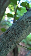 Stigmidium microspilum