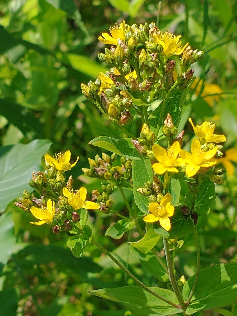 Spotted St. Johnswort (Hypericum punctatum)