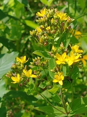 Hypericum — photo 2