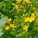 Hypericum — photo 2