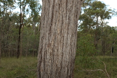 Eucalyptus baileyana