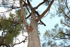 Eucalyptus baileyana