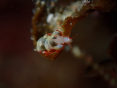 Eubranchus rubeolus