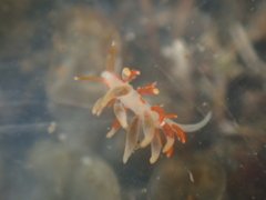 Eubranchus rubeolus