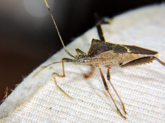 Leptoglossus concolor