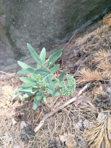 Hylotelephium telephium