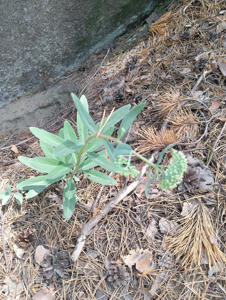 Sedum decumbens R.T.Clausen 3