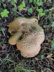 Fungi
