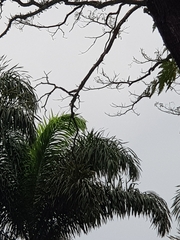 Pycnonotus aurigaster