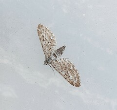 Eupithecia nanata