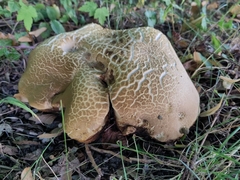 Fungi