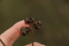 Eucalyptus tindaliae