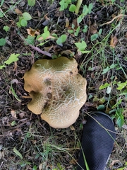 Fungi