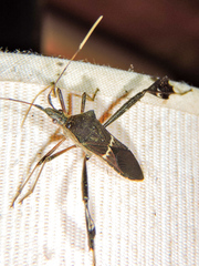 Leptoglossus concolor