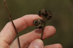 Eucalyptus tindaliae