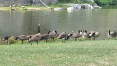 Branta canadensis