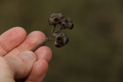 Eucalyptus tindaliae