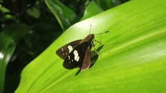 Notocrypta curvifascia