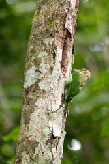 Psilopogon faiostrictus
