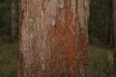 Eucalyptus tindaliae