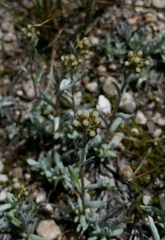 Antennaria media