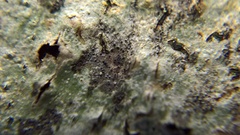 Stigmidium microspilum