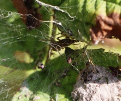 Allagelena gracilens