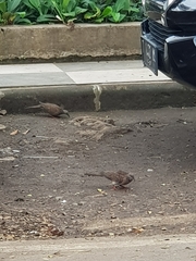 Streptopelia chinensis