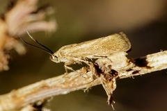 Brachodes