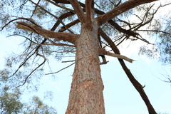 Eucalyptus tindaliae