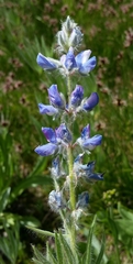 Lupinus covillei