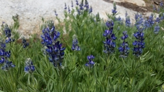 Lupinus covillei