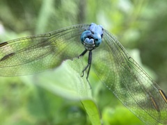 Orthetrum luzonicum