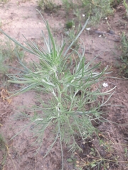 Artemisia jacutica