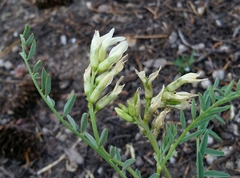 Astragalus bolanderi