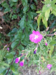 Epilobium hirsutum