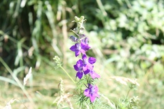 Delphinium ajacis