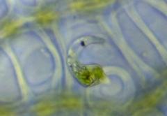 Euglena mutabilis