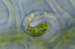 Euglena mutabilis