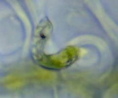 Euglena mutabilis