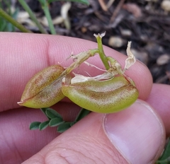 Astragalus bolanderi